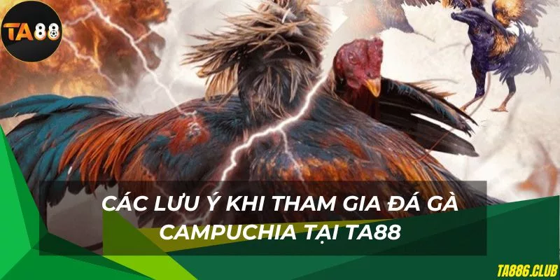 Các lưu ý khi tham gia cược đá gà campuchia