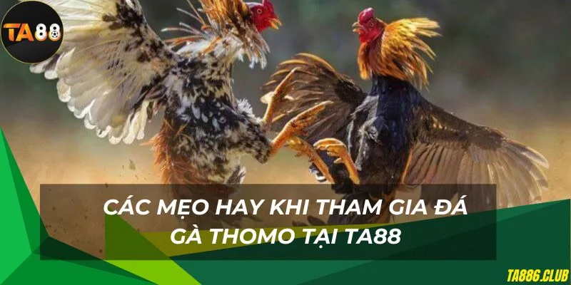 Các mẹo hay khi cược đá gà thomo hiệu quả