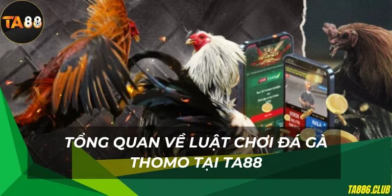 Chi tiết về các luật chơi đá gà thomo cơ bản