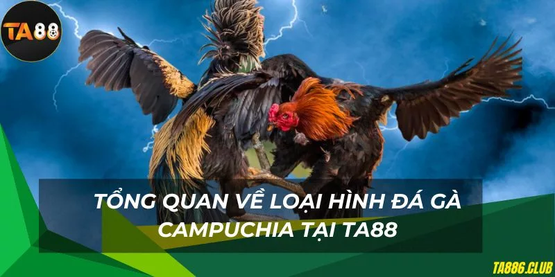 Chi tiết về loại hình đá gà campuchia tại TA88