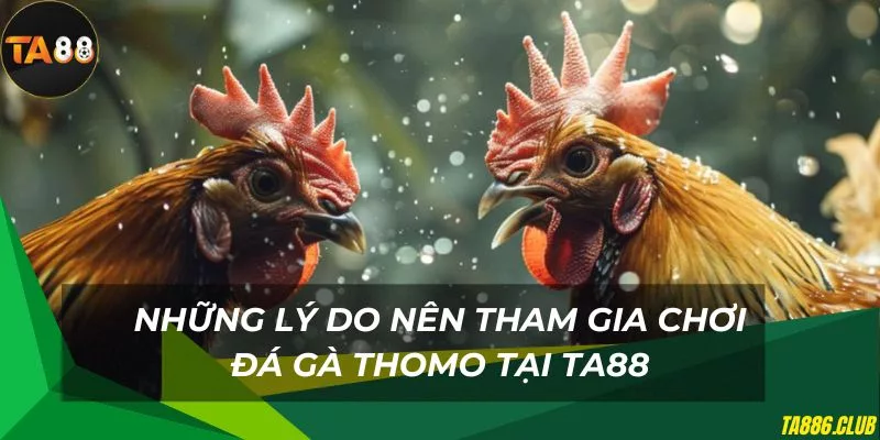 Trải nghiệm chơi đá gà thomo cực hấp dẫn