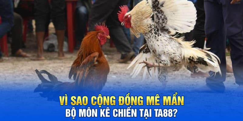 Đá Gà 888 Tại Sân Chơi TA88 Thưởng Không Giới Hạn 2025 3 Vì sao cộng đồng mê mẩn bộ môn kê chiến tại TA88?